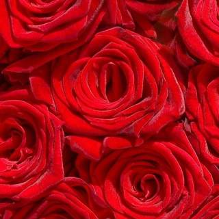 Red flowers phone wallpaper