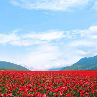 Red flowers phone wallpaper