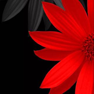 Red flowers phone wallpaper