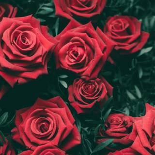 Red flowers phone wallpaper