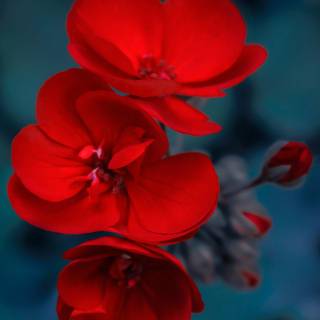 Red flowers phone wallpaper