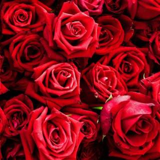 Red flowers phone wallpaper