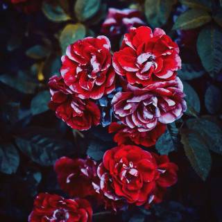 Red flowers phone wallpaper