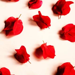 Red flowers phone wallpaper