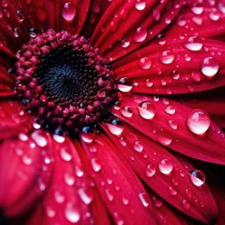 Red flowers phone wallpaper