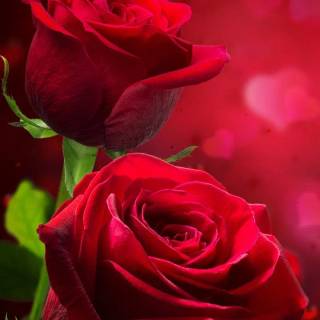 Red flowers phone wallpaper