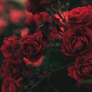 Red flowers phone wallpaper