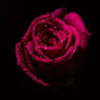 Red flowers phone wallpaper