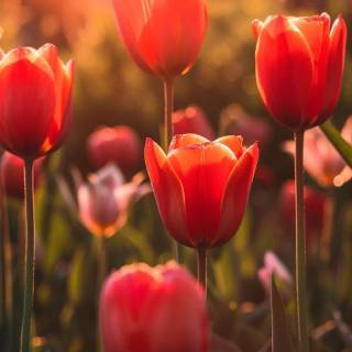 Red flowers phone wallpaper