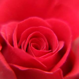 Red flowers phone wallpaper