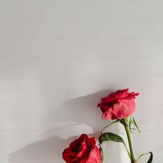 Red flowers phone wallpaper