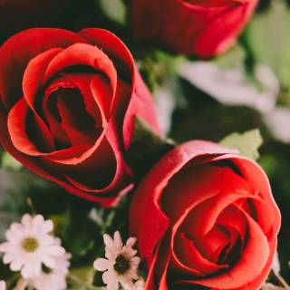 Red flowers phone wallpaper