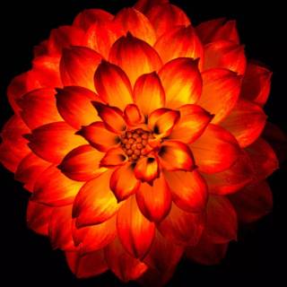 Red flowers phone wallpaper