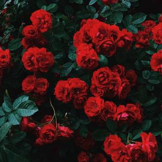 Red flowers phone wallpaper