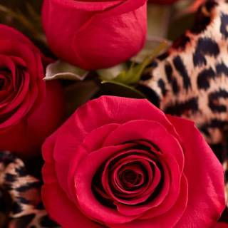 Red flowers phone wallpaper