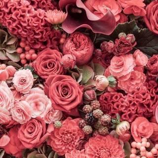 Red flowers phone wallpaper