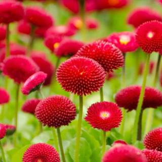 Red flowers phone wallpaper