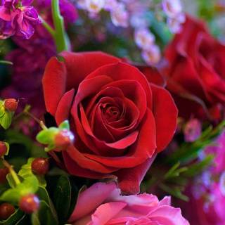 Red flowers phone wallpaper