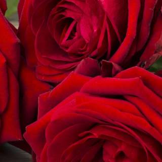 Red flowers phone wallpaper