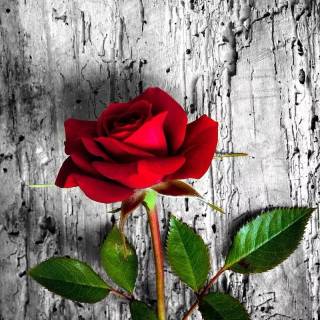 Red flowers phone wallpaper