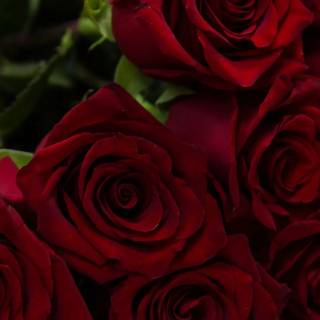 Red flowers phone wallpaper