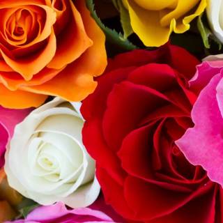 Red flowers phone wallpaper