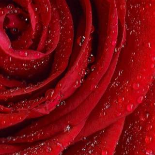 Red flowers phone wallpaper