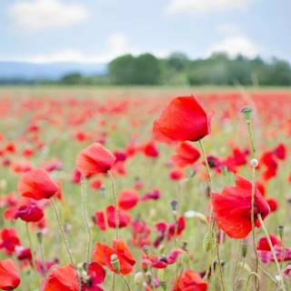 Red flowers phone wallpaper