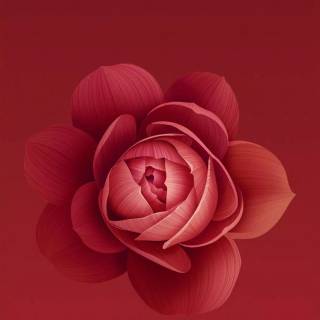 Red flowers phone wallpaper