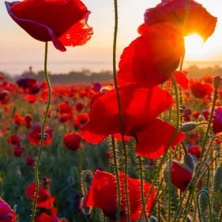 Red flowers phone wallpaper