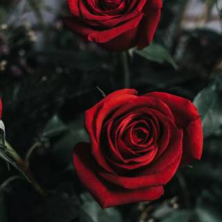 Red flowers phone wallpaper