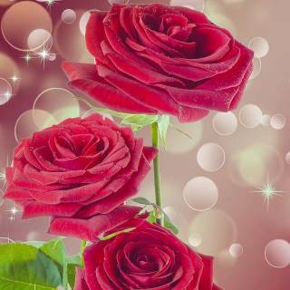 Red flowers phone wallpaper