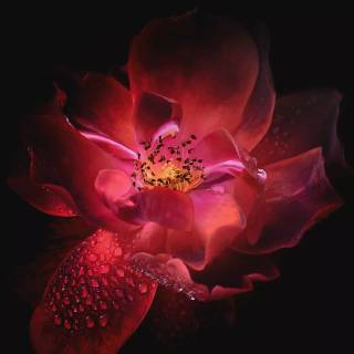 Red flowers phone wallpaper