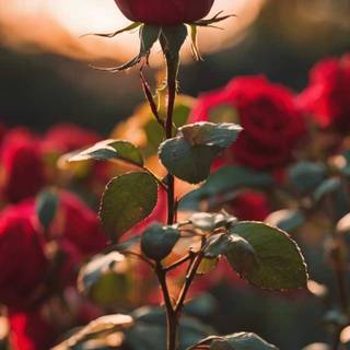 Red flowers phone wallpaper