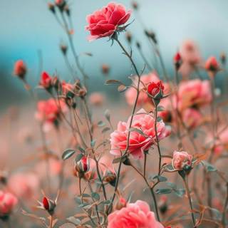 Red flowers phone wallpaper