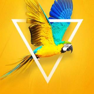 Yellow iPhone XR wallpaper