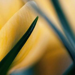 Yellow iPhone XR wallpaper