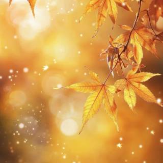 Yellow iPhone XR wallpaper