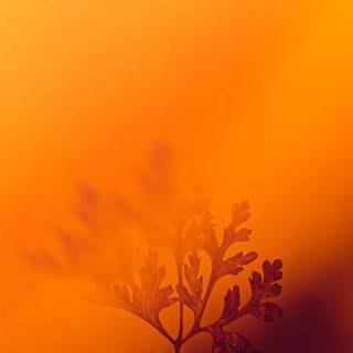 Yellow iPhone XR wallpaper