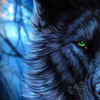 Wolf iPhone 12 wallpaper