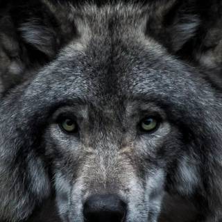Wolf iPhone 12 wallpaper