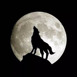 Wolf iPhone 12 wallpaper