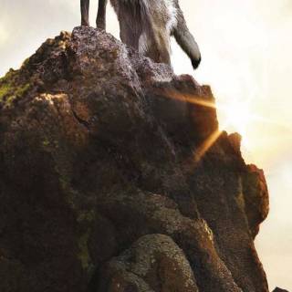 Wolf iPhone 12 wallpaper