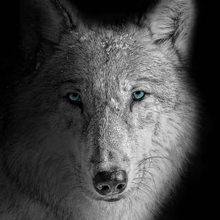 Wolf iPhone 12 wallpaper