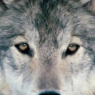 Wolf iPhone 12 wallpaper