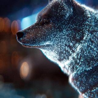 Wolf iPhone 12 wallpaper