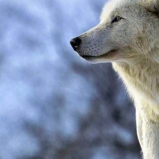 Wolf iPhone 12 wallpaper