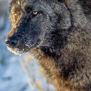 Wolf iPhone 12 wallpaper