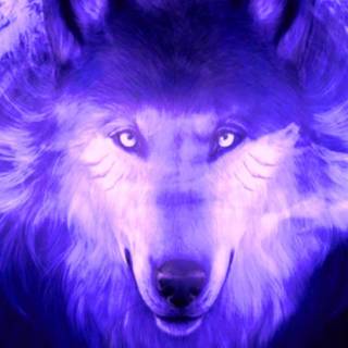 Wolf iPhone 12 wallpaper