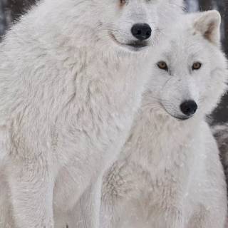 Wolf iPhone 12 wallpaper